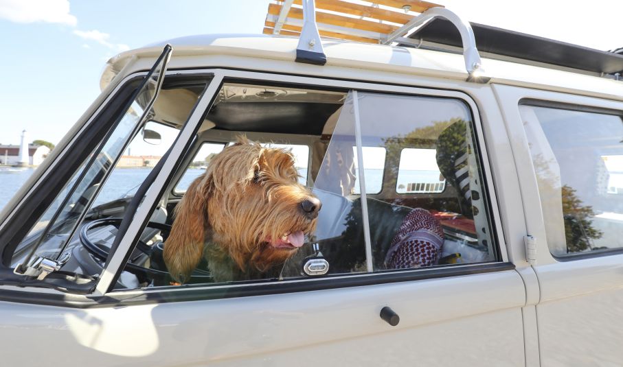 Nu har bästa campingplatserna för hundar i Europa röstats fram. Varför inte ta med din pälskling dit? Hund tittar ut genom rutan i Folkabuss.