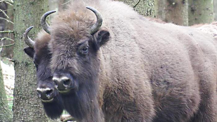 Har du tur så kommer du så nära så att du kan se bisonoxarna så här med ett lätt teleobjektiv