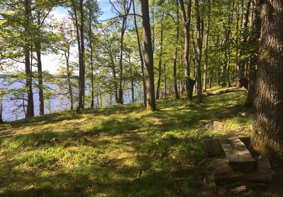 Ekskogen runt sjön är trevlig att promenera i med eller utan hund.
