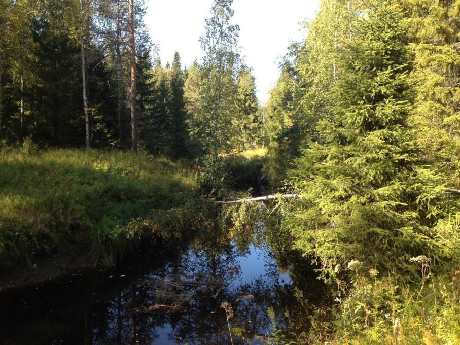 Balån slingrar sig genom naturreservatet Balåliden, foto: Anna Hallmén