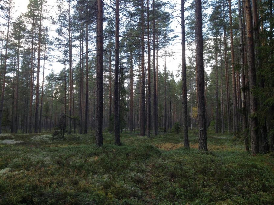 På vintern är myrarna i Rödstensbacken perfekta för en skidtur, foto: Per Nihlén