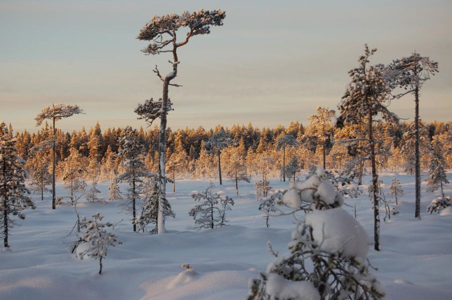 På vintern är myrarna i Rödstensbacken perfekta för en skidtur, foto: Per Nihlén
