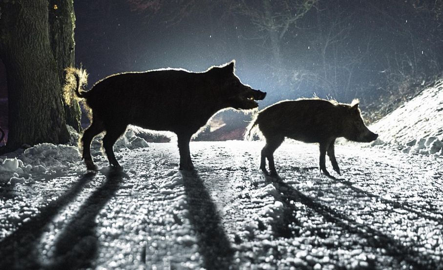 Viltolyckorna fortsätter att öka, 2021 slogs nytt rekord. Två vildsvin i strålkastarljus på en väg
