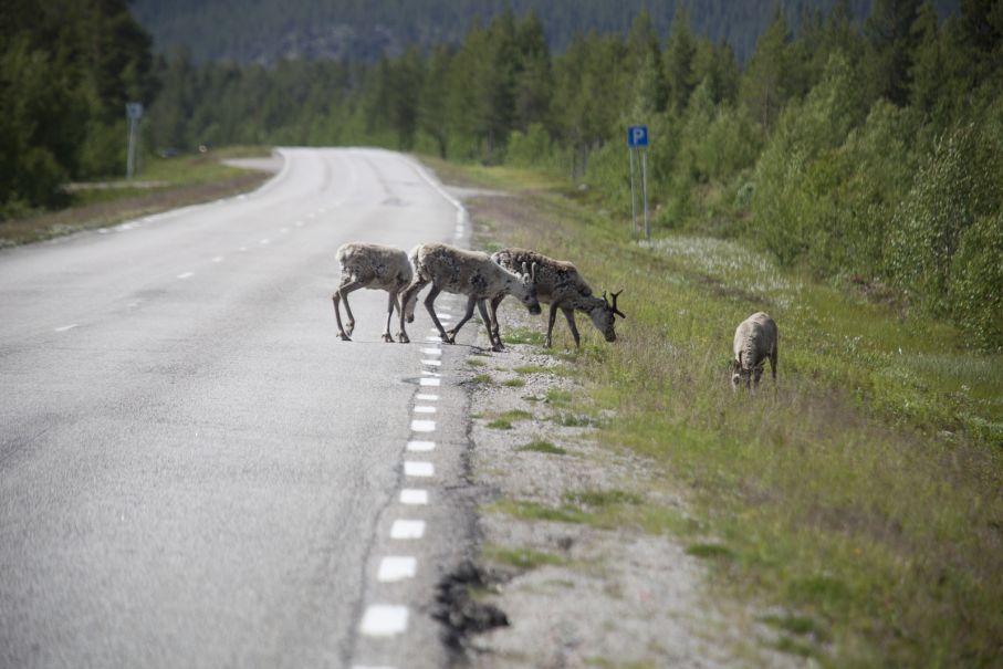 Det gäller att hålla koll på alla renar bara!