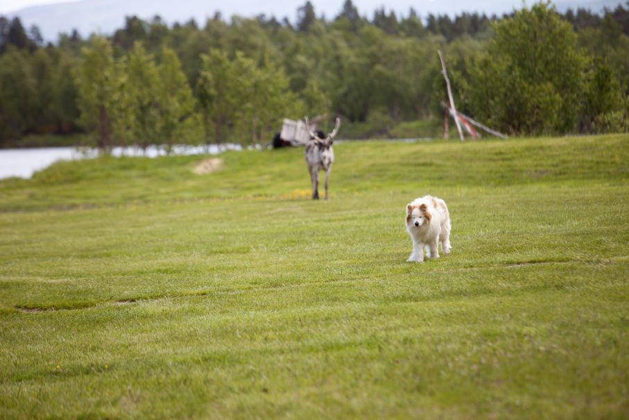 Ren och hund på Bäverholmarna.