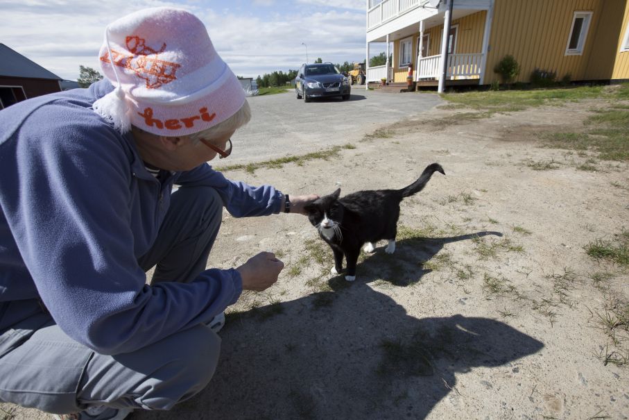 Kelsjuka katter finns även i Lappland.