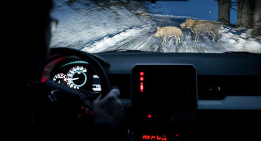 Förra året blev vildsvin det näst vanligaste djuret att krocka med. 2017 blev ett rekordår för viltolyckor. Aldrig tidigare har det rapporterats in så många incidenter.